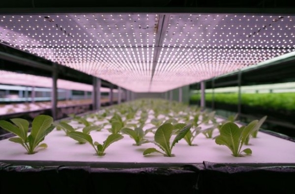 日本传播蔬菜公司明年建厂，全由机器人种菜1