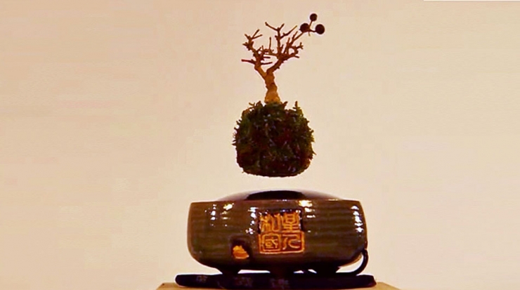 浮漂的盆栽Air Bonsai，为客厅增添几分禅意3