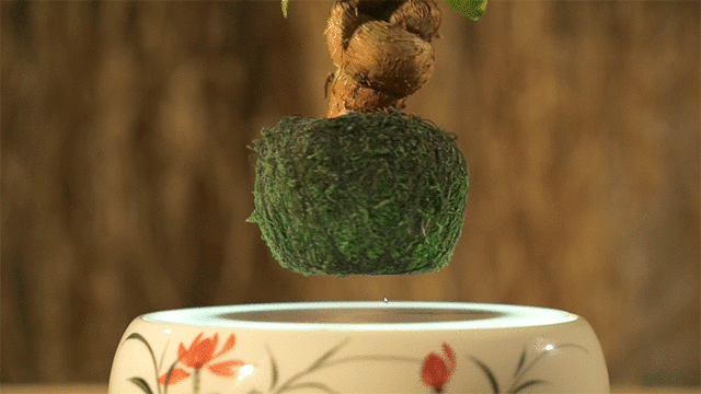 神秘感十足的磁悬浮盆栽，敢不敢剁手来一款？