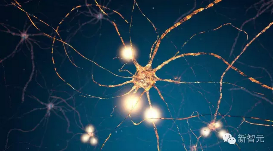 Science：研究发现人脑新记忆形式，有助于解释学习机制与大脑原理
