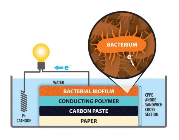 新突破：纸制微生物燃料电池电极成功面世