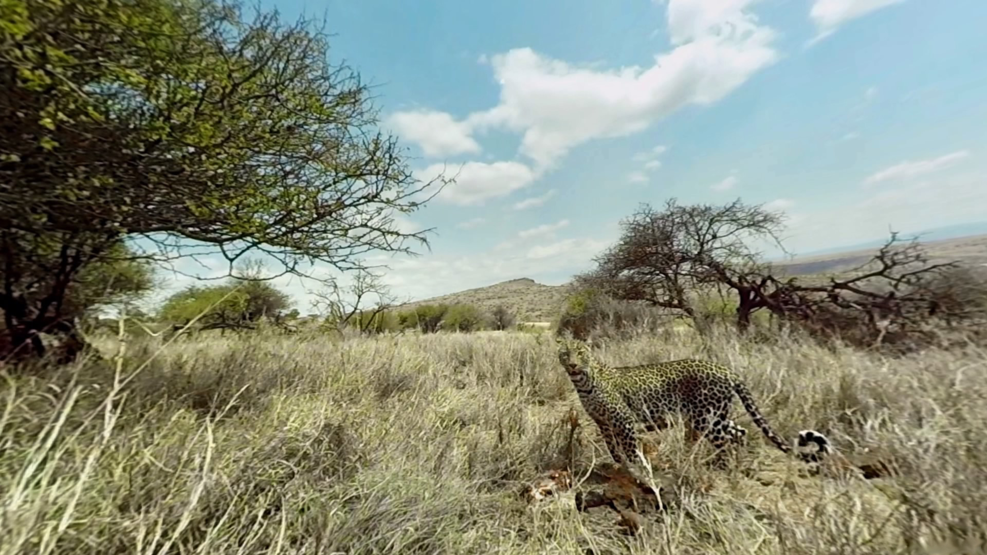 向偷猎者说NO，《Virry VR》让你零距离接触非洲野生动物