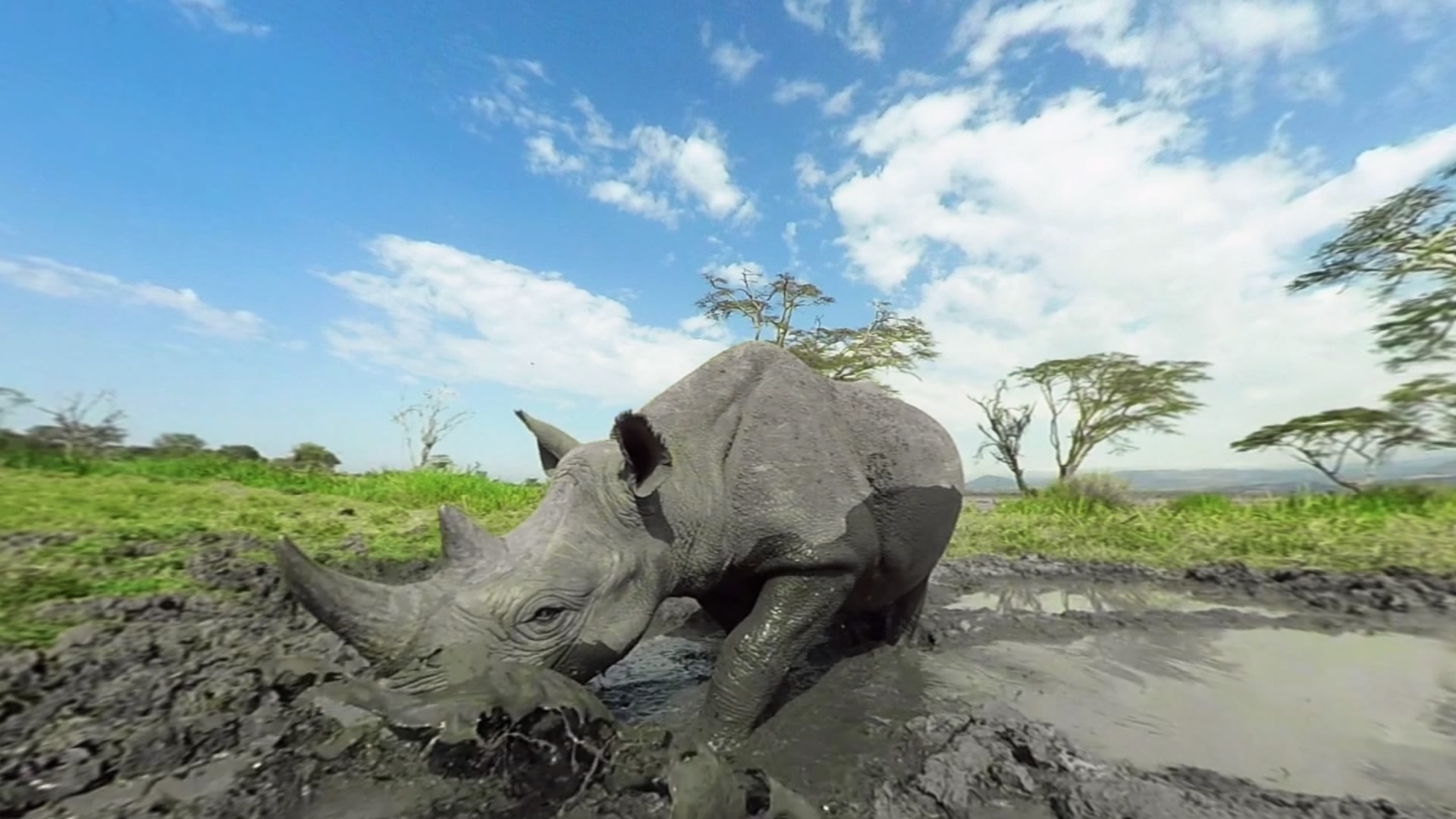 向偷猎者说NO，《Virry VR》让你零距离接触非洲野生动物
