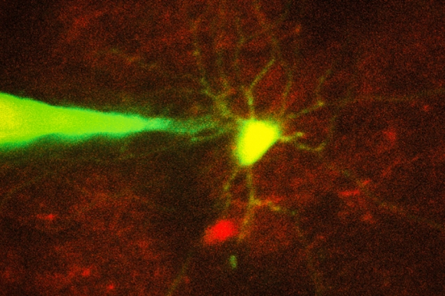 用算法分析图像，实现对神经元行为的精准“录像”研究