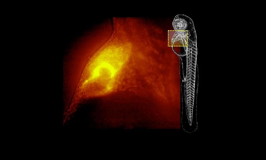 这款名为4D-Nature的显微镜，将对细胞信息进行四维图像呈现