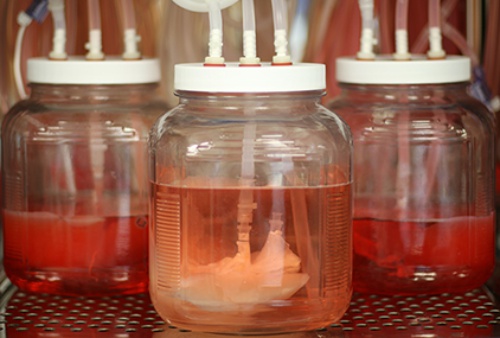 全新泵洗细胞技术采用猪肝脏，融合干细胞培育实现无排异反应的异种肝脏移植
