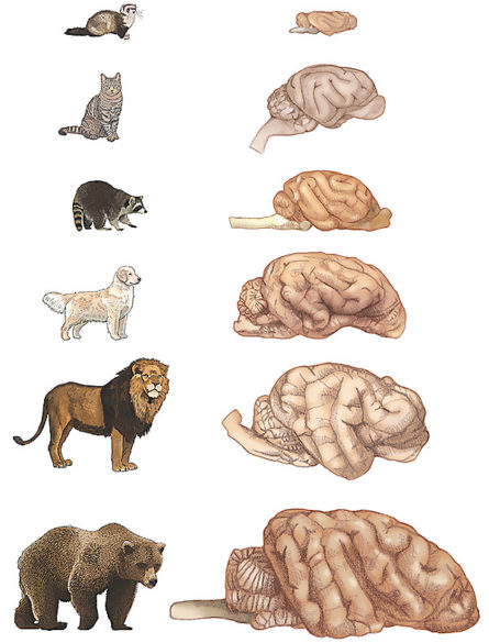 研究表明：狗的神经元数是猫的两倍，狗或比猫聪明