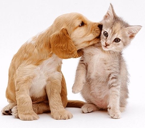研究表明：狗的神经元数是猫的两倍，狗或比猫聪明