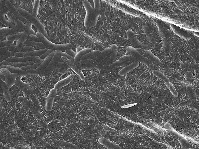 科学家用细菌研制了一种“活墨水”，可用于3D器官打印