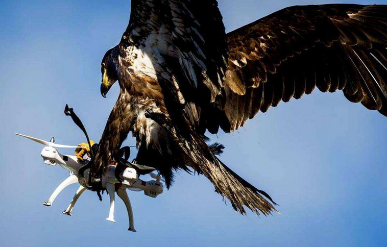 鉴于成本过高，荷兰警方终于放弃用老鹰来捕获黑飞无人机