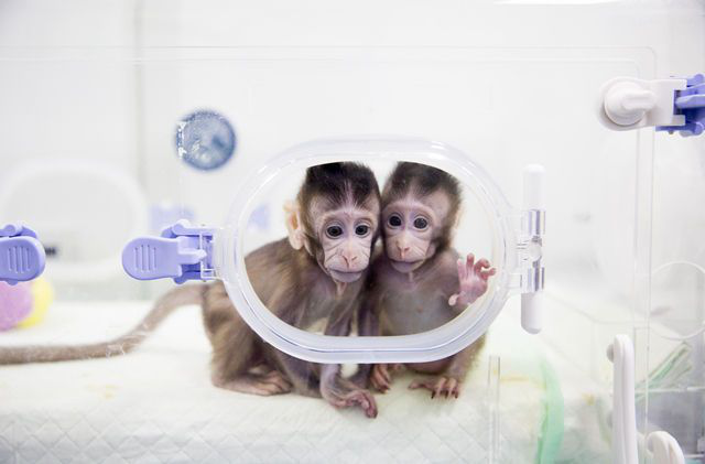 中科院成功克隆灵长类动物——克隆猴，你认为对人类的影响是什么？