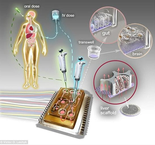 科学家研发“人体芯片”代替动物实验，最多可模拟10种器官的药物反应