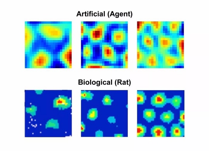 Nature在线公布重大成果，AI替科学家搞定“网格细胞”，要抢诺贝尔奖？