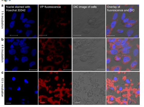 CNBP研究人员改变纳米结构，提升癌症靶向药物效率