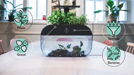 瑞典的团队研发智能鱼缸EcoGarden，种菜养鱼两不误