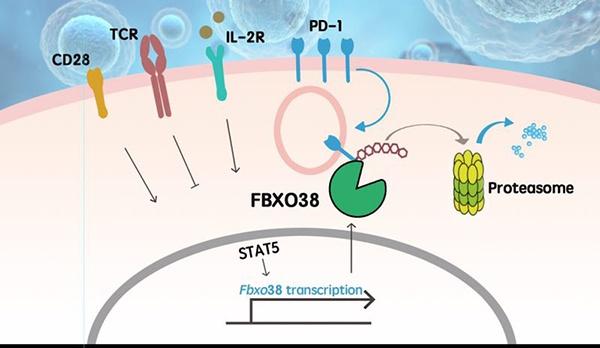 肿瘤治疗新成果！中国科学家揭示PD-1分子降解机制